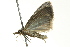  ( - BIOUG02249-E05)  @13 [ ] CreativeCommons - Attribution (2012) CBG Photography Group Centre for Biodiversity Genomics