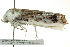  ( - BIOUG02249-F10)  @13 [ ] CreativeCommons - Attribution (2012) CBG Photography Group Centre for Biodiversity Genomics