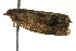  ( - BIOUG02249-H06)  @12 [ ] CreativeCommons - Attribution (2012) CBG Photography Group Centre for Biodiversity Genomics