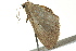  ( - BIOUG02249-H11)  @12 [ ] CreativeCommons - Attribution (2012) CBG Photography Group Centre for Biodiversity Genomics