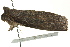  ( - BIOUG02250-A02)  @12 [ ] CreativeCommons - Attribution (2012) CBG Photography Group Centre for Biodiversity Genomics