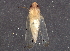  (Eratoneura gemina - BIOUG01294-C11)  @14 [ ] CreativeCommons - Attribution (2013) CBG Photography Group Centre for Biodiversity Genomics