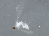 ( - BIOUG01300-B05)  @12 [ ] CreativeCommons - Attribution (2012) CBG Photography Group Centre for Biodiversity Genomics