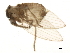  (Psychoda uniformata - BIOUG01303-G07)  @14 [ ] CreativeCommons - Attribution (2012) CBG Photography Group Centre for Biodiversity Genomics