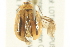  ( - BIOUG01383-E08)  @12 [ ] CreativeCommons - Attribution (2012) CBG Photography Group Centre for Biodiversity Genomics