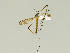  (Idioptera mcclureana - 08PROBE-1324)  @15 [ ] Unspecified (default): All Rights Reserved  Unspecified Unspecified