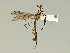  (Phalacrocera replicata - 08PROBE-1448)  @14 [ ] Unspecified (default): All Rights Reserved  Unspecified Unspecified