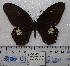  (Papilio castor - CAS01-02)  @11 [ ] Unspecified (default): All Rights Reserved (2019) Shaoji Hu Yunnan University