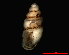  ( - 1670d_ROM_Cluj-Napoca)  @14 [ ] CreativeCommons - Attribution Non-Commercial Share-Alike (2011) Unspecified AG Phylogeny and Systematics, Goethe-University, Frankfurt a.M., Germany
