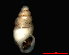 ( - 1670d_ROM_Cluj-Napoca)  @14 [ ] CreativeCommons - Attribution Non-Commercial Share-Alike (2011) Unspecified AG Phylogeny and Systematics, Goethe-University, Frankfurt a.M., Germany