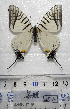  (Graphium eurous - GE30-01)  @11 [ ] Unspecified (default): All Rights Reserved (2018) Shaoji Hu Yunnan University