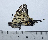  (Graphium mandarinus kimurai - GM55-02)  @11 [ ] Unspecified (default): All Rights Reserved (2018) Shaoji Hu Yunnan University