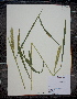  (Elymus virginicus var. virginicus - MT00179808)  @11 [ ] CreativeCommons - Attribution Non-Commercial (2012) MT Herbier Marie-Victorin