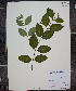  (Apocynum androsaemifolium - MT00179882)  @11 [ ] CreativeCommons - Attribution Non-Commercial (2012) MT Herbier Marie-Victorin
