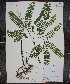  ( - MT00179892)  @11 [ ] CreativeCommons - Attribution Non-Commercial (2012) MT Herbier Marie-Victorin