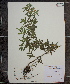  ( - MT00179937)  @11 [ ] CreativeCommons - Attribution Non-Commercial (2012) MT Herbier Marie-Victorin