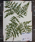  (Pteridium aquilinum var. latiusculum - MT00180054)  @11 [ ] CreativeCommons - Attribution Non-Commercial (2012) MT Herbier Marie-Victorin