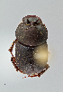  (Onthophagus sp. 3 - UAIC1022308)  @11 [ ] CreativeCommons - Attribution Non-Commercial Share-Alike (2018) Wendy Moore University of Arizona