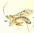  (Zaglyptus sp - HL-129)  @13 [ ] Unspecified (default): All Rights Reserved  Pham T. N. Unspecified