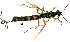  (Afrephialtes latiannulatus - Ich. 111)  @11 [ ] Unspecified (default): All Rights Reserved  Pham T. N. Unspecified