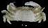  (Holothuriophilus trapeziformis - CH736-B4)  @11 [ ] CreativeCommons - Attribution (2019) Humberto Bahena Basave El Colegio de la Frontera Sur, Unidad Chetumal