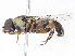  ( - CBG-A07119-C10)  @11 [ ] CreativeCommons - Attribution Share-Alike (2023) CBG Photography Group Centre for Biodiversity Genomics