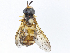  (Chrysotoxum baphyrum - CBG-A07119-C11)  @11 [ ] CreativeCommons - Attribution Share-Alike (2023) CBG Photography Group Centre for Biodiversity Genomics
