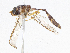  (Allobaccha apicalis - CBG-A07119-E04)  @11 [ ] CreativeCommons - Attribution Share-Alike (2023) CBG Photography Group Centre for Biodiversity Genomics
