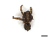 ( - CBG-A27580-H04)  @11 [ ] CreativeCommons - Attribution Share-Alike (2024) CBG Photography Group Centre for Biodiversity Genomics