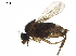  ( - BIOUG43749-H03)  @11 [ ] CreativeCommons - Attribution (2019) CBG Photography Group Centre for Biodiversity Genomics