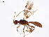  (Glyptocolastes - BIOUG44553-A07)  @15 [ ] CreativeCommons - Attribution (2020) CBG Photography Group Centre for Biodiversity Genomics