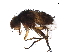  ( - BIOUG43778-D03)  @11 [ ] CreativeCommons - Attribution (2019) CBG Photography Group Centre for Biodiversity Genomics