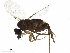  (Megaselia oklizona - BIOUG44067-E04)  @14 [ ] CreativeCommons - Attribution (2019) CBG Photography Group Centre for Biodiversity Genomics