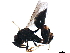  (chalMalaise1948 - BIOUG44129-A06)  @11 [ ] CreativeCommons - Attribution (2019) CBG Photography Group Centre for Biodiversity Genomics