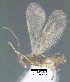  (Choreborogas andydeansi - BIOUG44129-A07)  @11 [ ] CreativeCommons Attribution NonCommercial ShareAlike (2021) M. J. Sharkey University of Kentucky