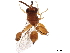  ( - BIOUG44129-H11)  @11 [ ] CreativeCommons - Attribution (2019) CBG Photography Group Centre for Biodiversity Genomics