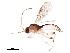  ( - BIOUG44134-D06)  @11 [ ] CreativeCommons - Attribution (2019) CBG Photography Group Centre for Biodiversity Genomics