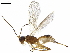  (Choreborogas - BIOUG44686-E10)  @15 [ ] CreativeCommons - Attribution (2019) CBG Photography Group Centre for Biodiversity Genomics