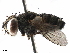  ( - BIOUG44629-B04)  @11 [ ] CreativeCommons - Attribution (2019) CBG Photography Group Centre for Biodiversity Genomics