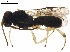  ( - BIOUG44692-B02)  @13 [ ] CreativeCommons - Attribution (2019) CBG Photography Group Centre for Biodiversity Genomics