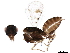  (Astichus Malaise3593 - BIOUG44186-B03)  @12 [ ] CreativeCommons - Attribution (2019) CBG Photography Group Centre for Biodiversity Genomics