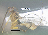  (Orgilus jimtiedjei - BIOUG44165-G01)  @11 [ ] CreativeCommons Attribution NonCommercial ShareAlike (2021) M. J. Sharkey University of Kentucky