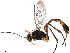  ( - BIOUG44030-C04)  @11 [ ] CreativeCommons - Attribution (2019) CBG Photography Group Centre for Biodiversity Genomics