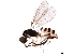  ( - BIOUG44227-E02)  @11 [ ] CreativeCommons - Attribution (2019) CBG Photography Group Centre for Biodiversity Genomics