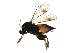  (Elasmus Malaise3356 - BIOUG44230-C07)  @14 [ ] CreativeCommons - Attribution (2019) CBG Photography Group Centre for Biodiversity Genomics