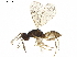  (Pnigalio Malaise9855 - BIOUG44205-C08)  @14 [ ] CreativeCommons - Attribution (2019) CBG Photography Group Centre for Biodiversity Genomics