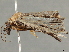 (Metalectra Poole3634 - BIOUG48949-C12)  @11 [ ] CreativeCommons - Attribution (2020) CBG Photography Group Centre for Biodiversity Genomics
