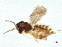  (Perditorulus Malaise8066 - BIOUG49692-A09)  @11 [ ] CreativeCommons - Attribution (2022) CBG Photography Group Centre for Biodiversity Genomics