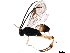  ( - BIOUG44303-G04)  @11 [ ] CreativeCommons - Attribution (2019) CBG Photography Group Centre for Biodiversity Genomics