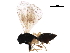 ( - BIOUG44509-B02)  @13 [ ] CreativeCommons - Attribution (2019) CBG Photography Group Centre for Biodiversity Genomics
